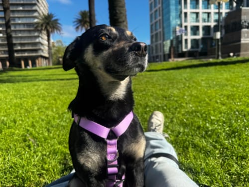 Customer photo review of Arnes H Antitirones Pets Club Confort