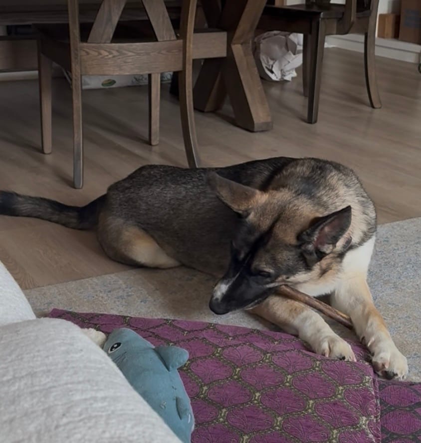 Customer photo review of 12 Inch Power Bully Sticks