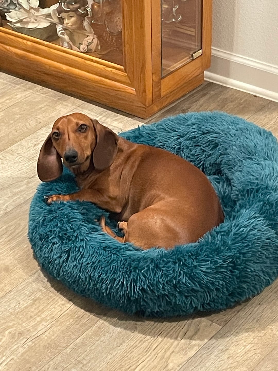 Customer photo review of The Original Fluffy Bean® Pet Bed