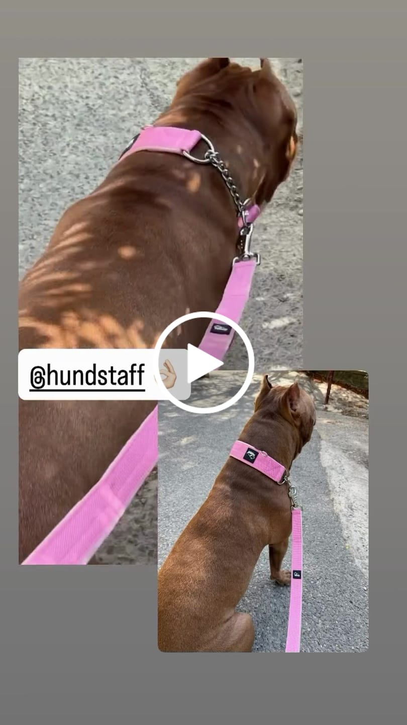 Customer video review of Martingale Chain Set Baby Pink – Halvstryp halsband & koppel