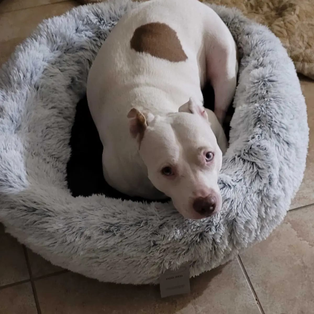 Customer photo review of Calming Orthopedic Dog Bed