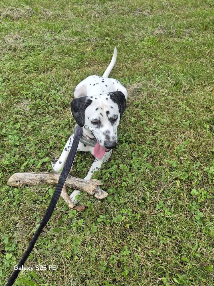 Customer photo review of Kit Difusores Calmantes para Perro