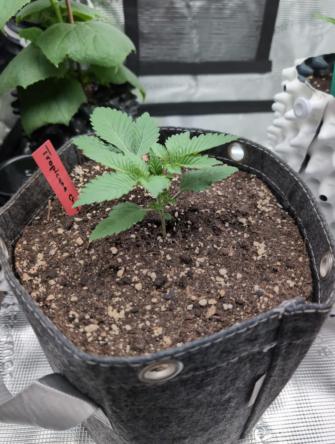 Customer photo review of Floragard Professional Growmix 70L, Cannabis Erde Topfsubstrat mit Perlite und Trichoderma