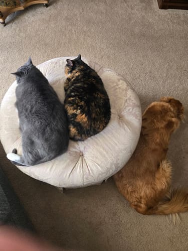 Customer photo review of Cat Respiratory Relief & Allergy Bundle (Colds, Sneezing, Congestion)