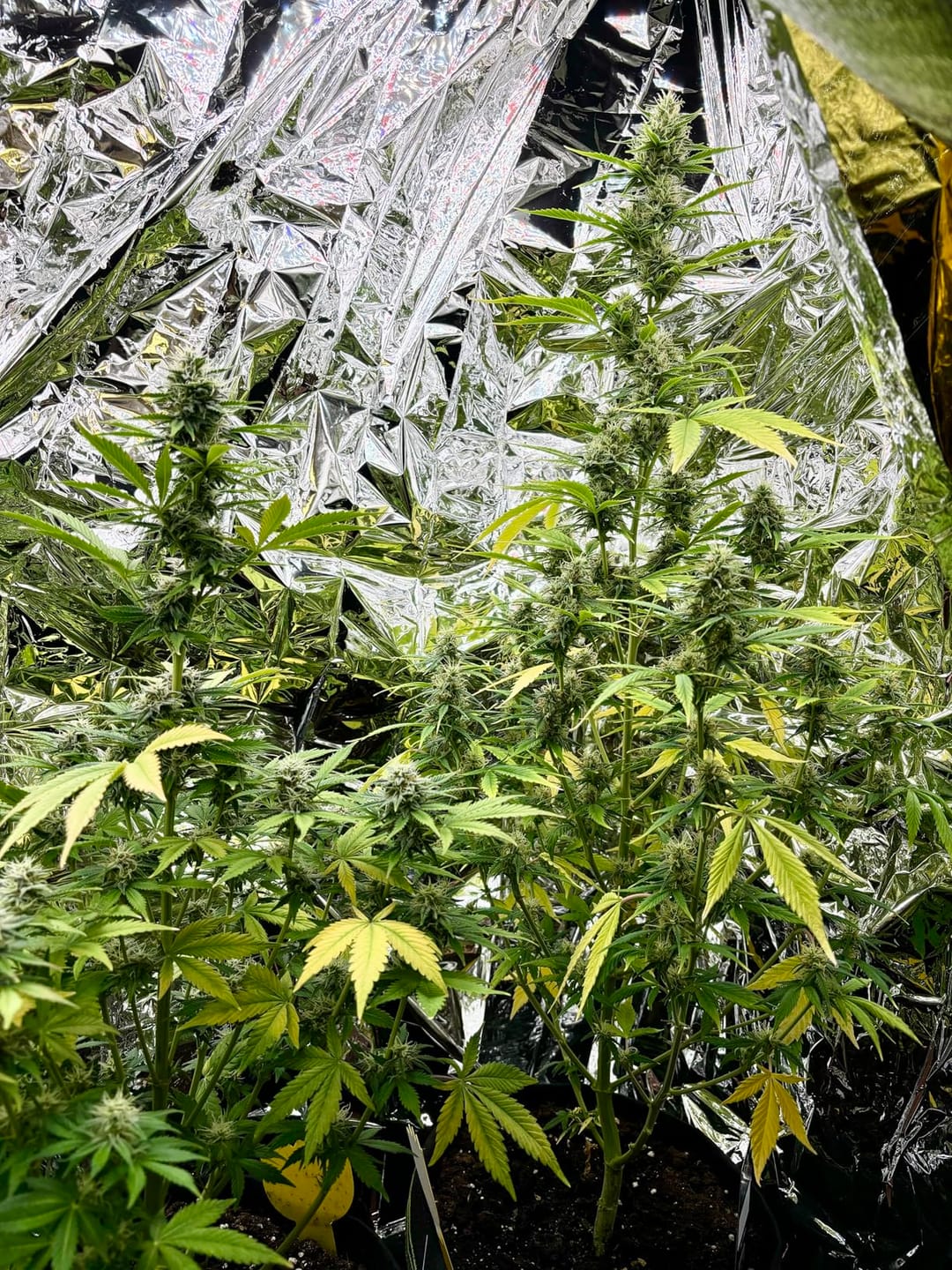 Customer photo review of Floragard Professional Growmix 70L, Cannabis Erde Topfsubstrat mit Perlite und Trichoderma