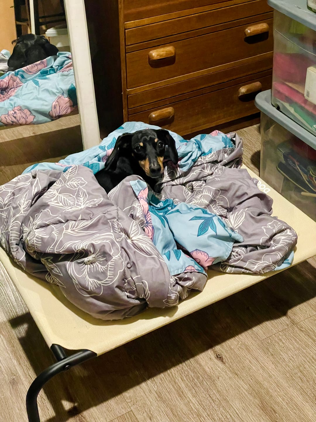 Customer photo review of Cama Elevada THE DOGS