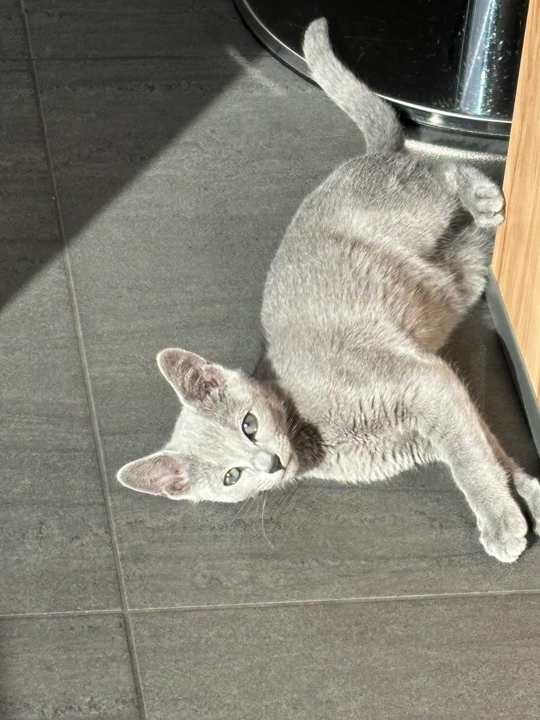 Customer photo review of Naturreines Katzenstreu