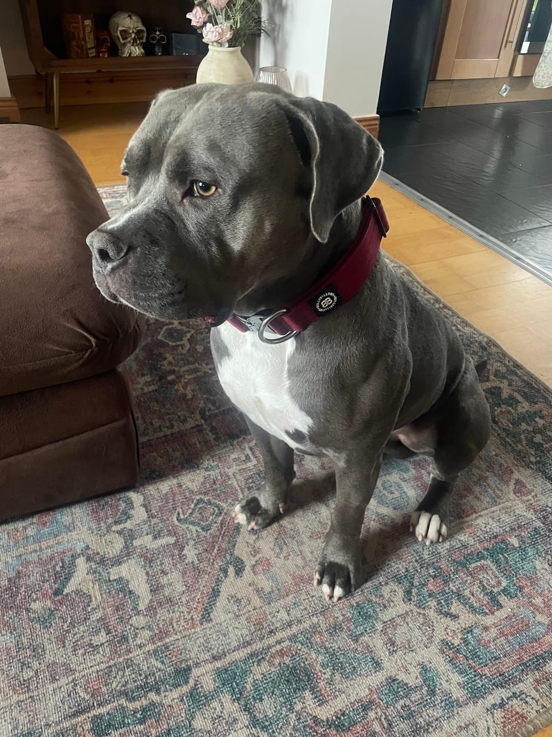 Customer photo review of 4cm Combat® Collar | No Handle & Secure Clip - Burgundy