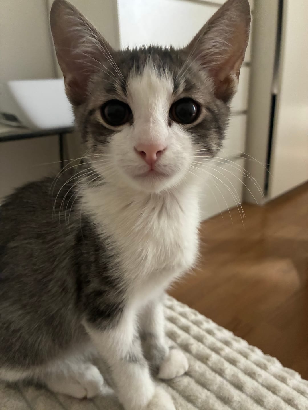 Customer photo review of Katzenklo Schaufel