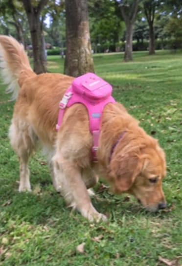 Customer photo review of Mochila adorable para perro