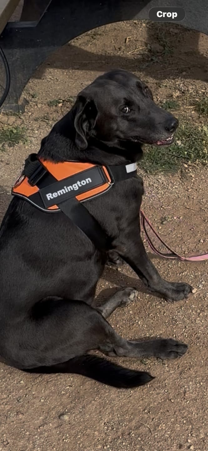 Customer photo review of Dogshood ™ Ergonomic Harness