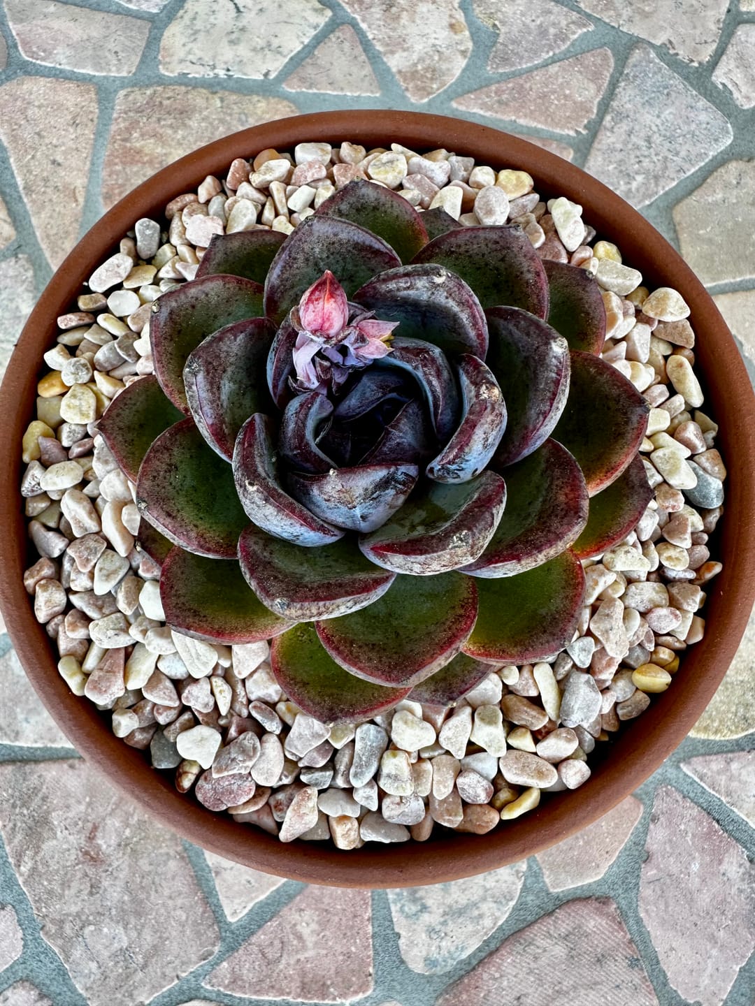 Customer photo review of Echeveria 'Purple Rose'