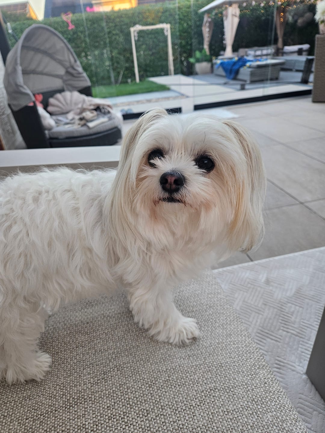 Customer photo review of Hundeshampoo Schneeweiß