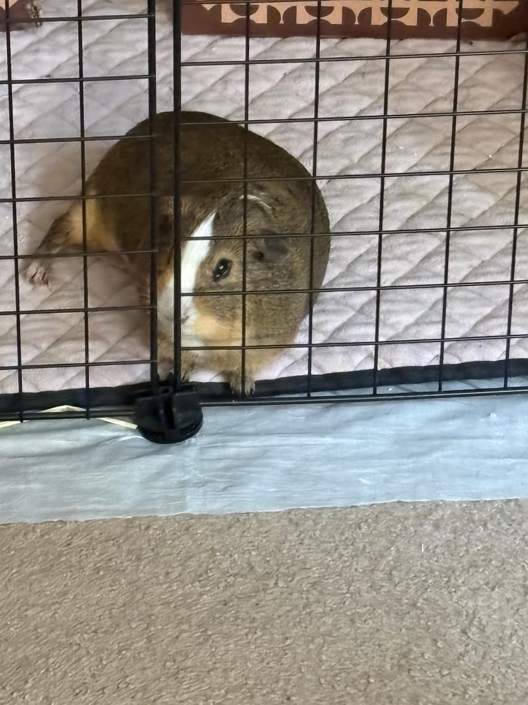 Customer photo review of GuineaDad Premium Liner For Small Animal Cages