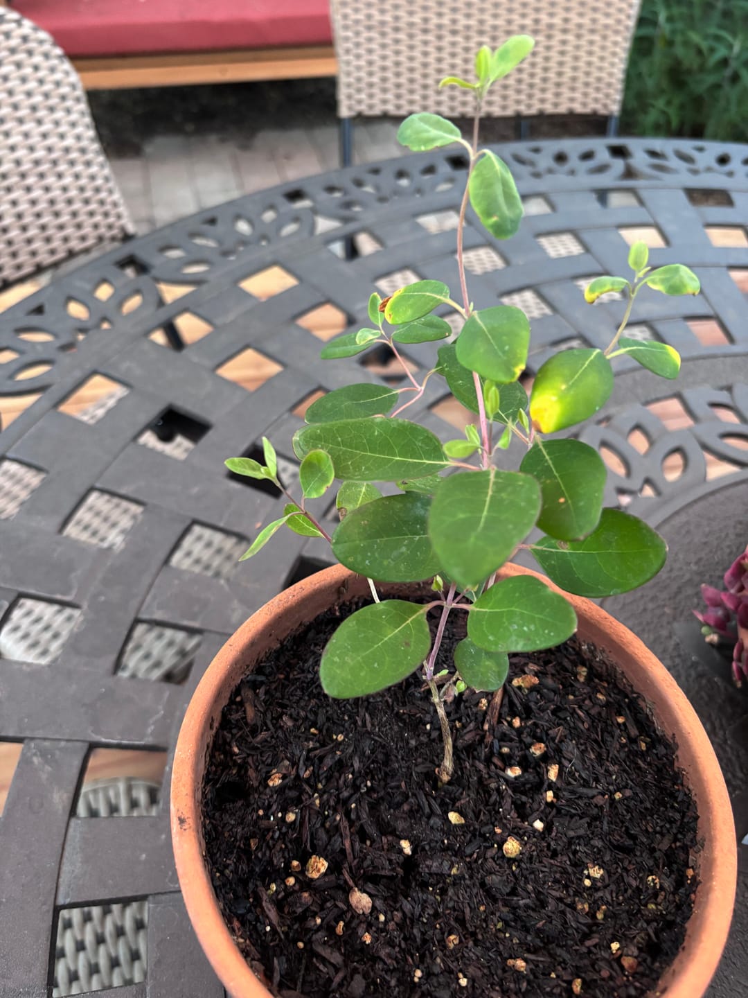 Customer photo review of Coral Honeysuckle 'Honey Coral'