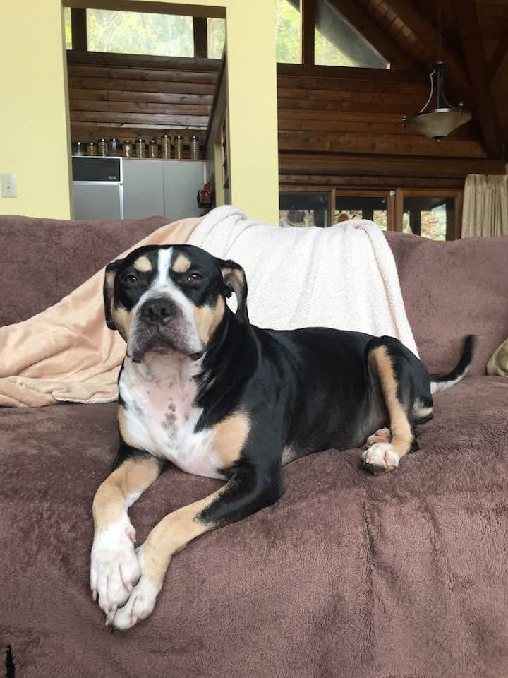Customer photo review of FurLife™ 12 Months Flea and Tick Free