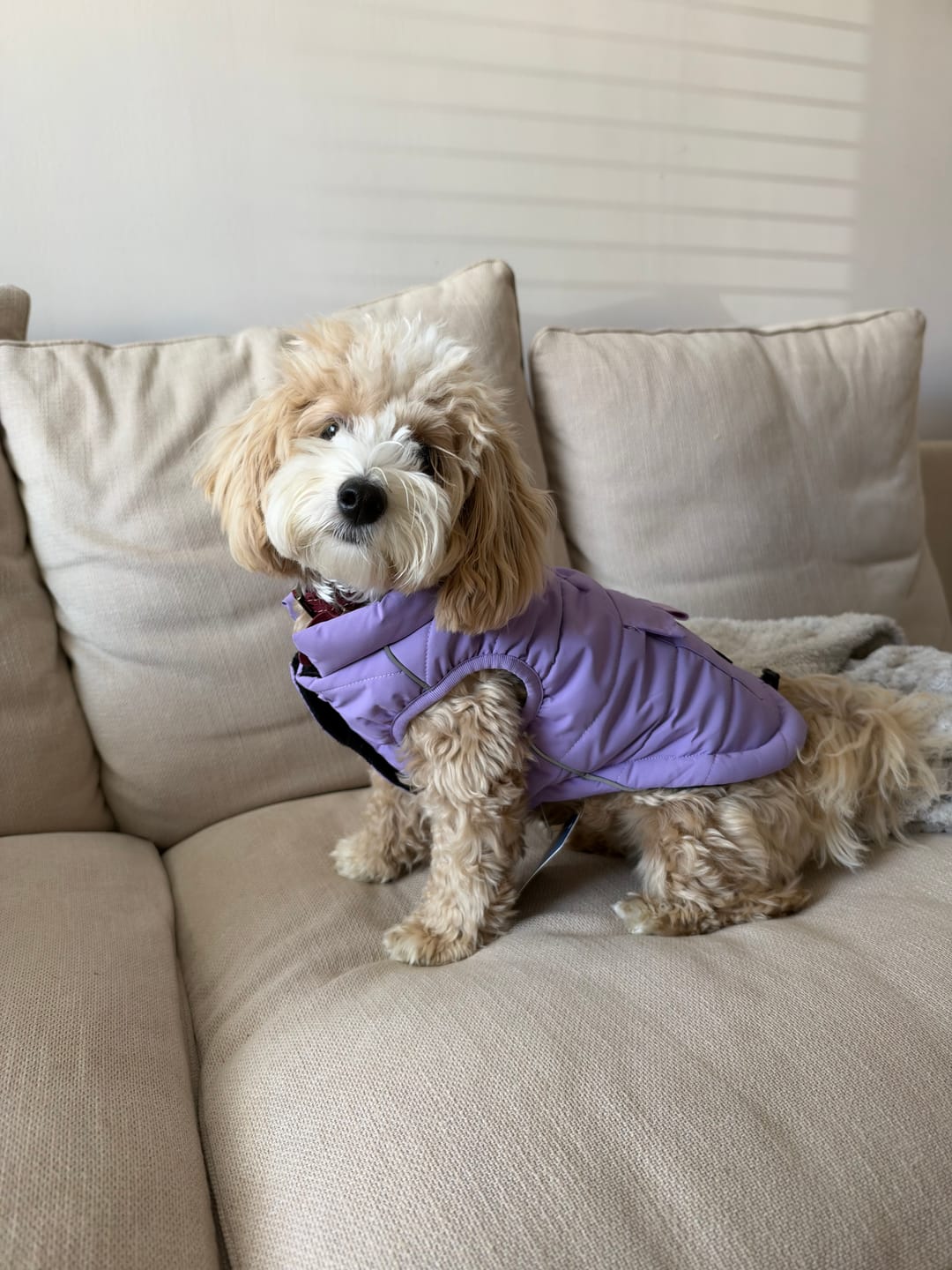 Customer photo review of WarmShield Water-Resistant Jacket - Lilac