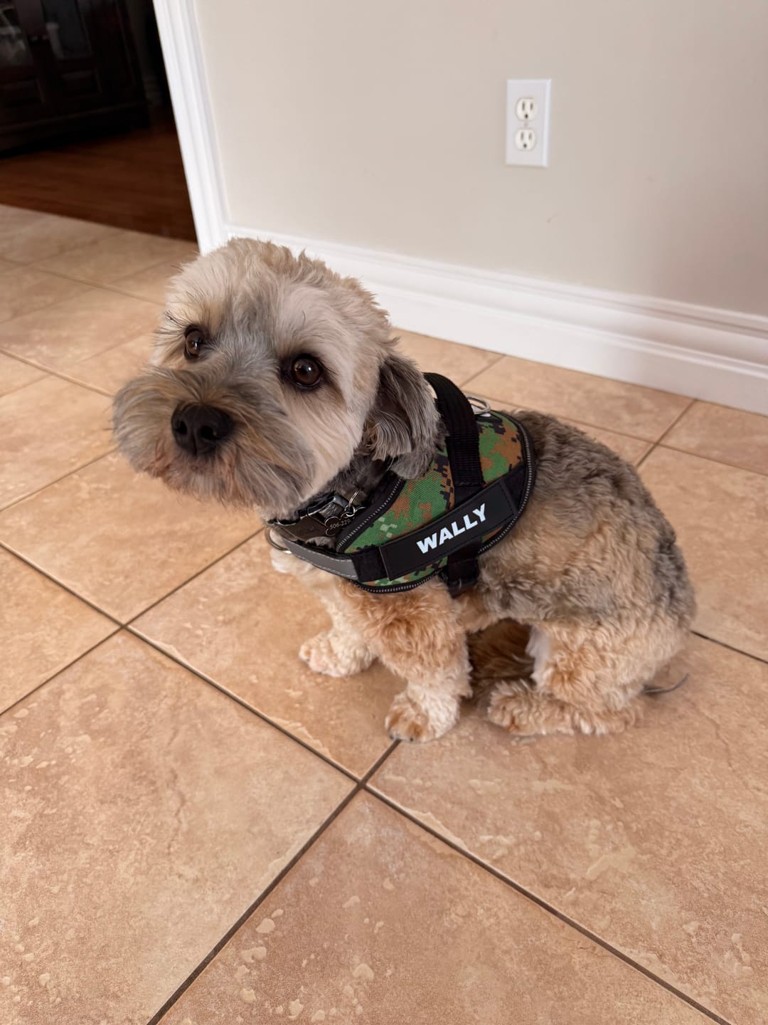 Customer photo review of Dogshood ™ Ergonomic Harness