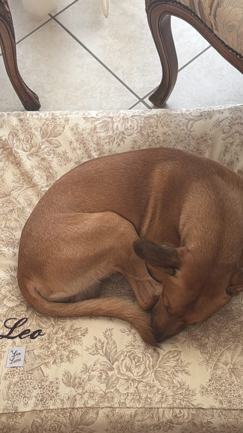 Customer photo review of Materassini per Cani Toile de Jouy | Letti Eleganti e Sfoderabili Made in Italy | Leo e Luna