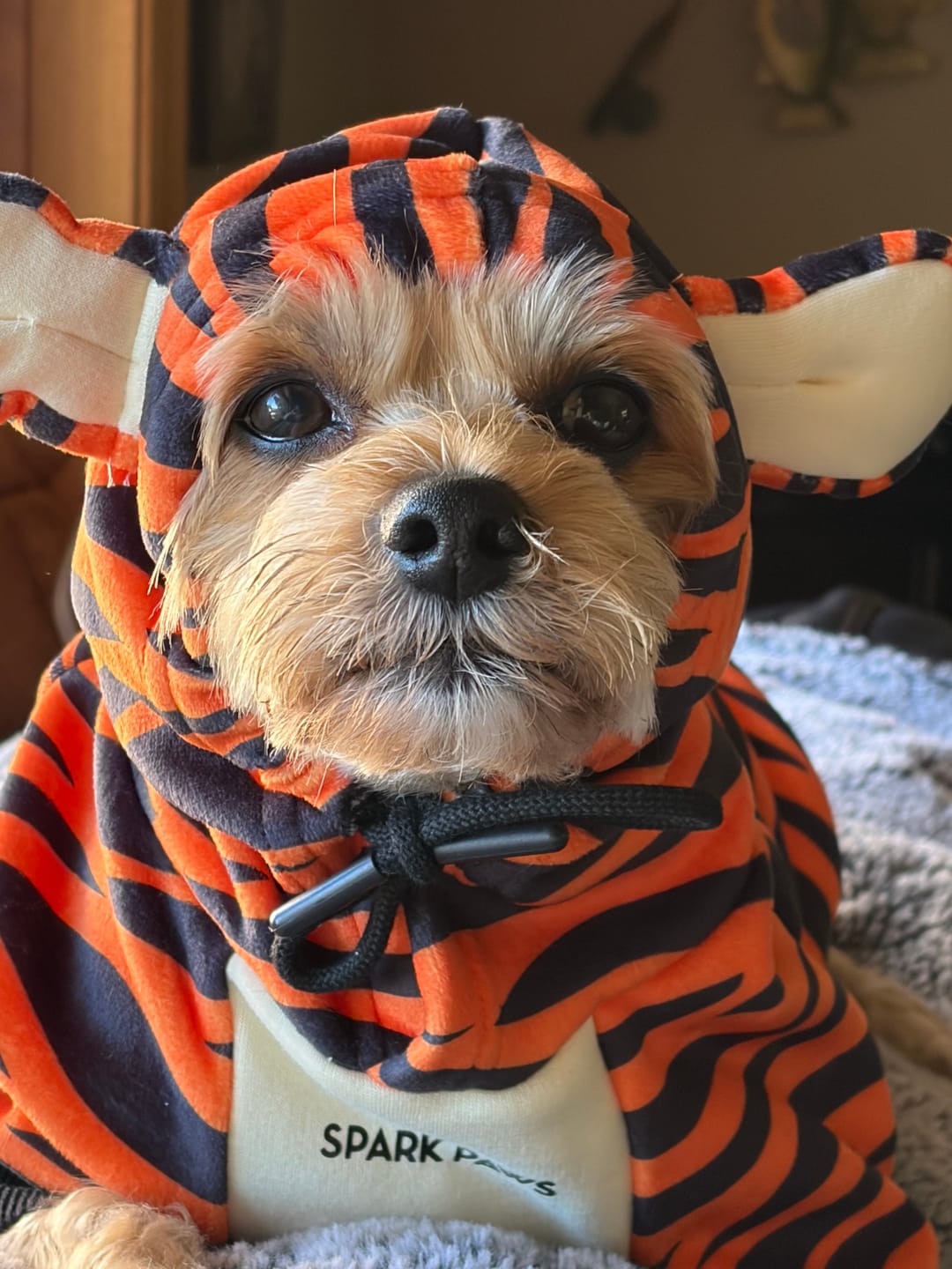 Customer photo review of Halloween Dog Hoodie - Tiger