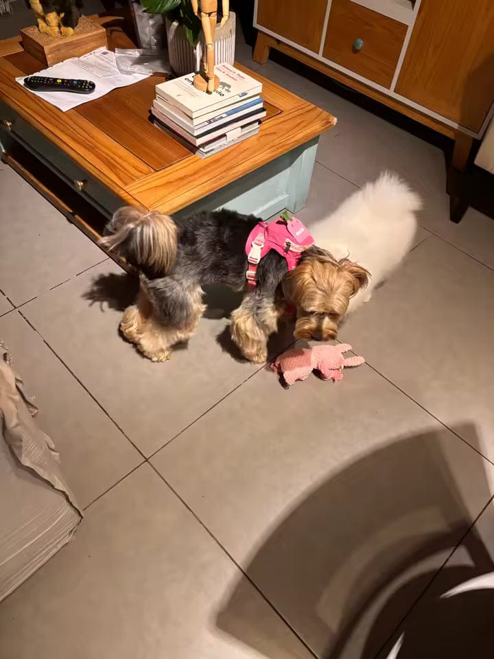 Customer photo review of Mochila adorable para perro