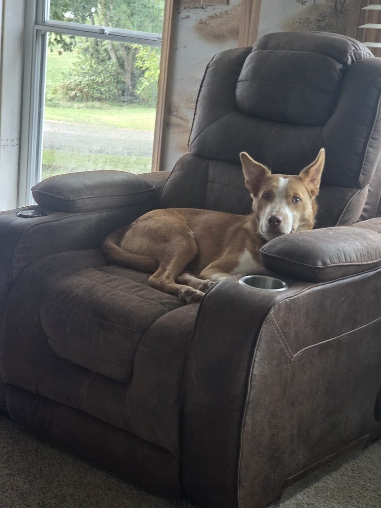Customer photo review of Kit Difusores Calmantes para Perro
