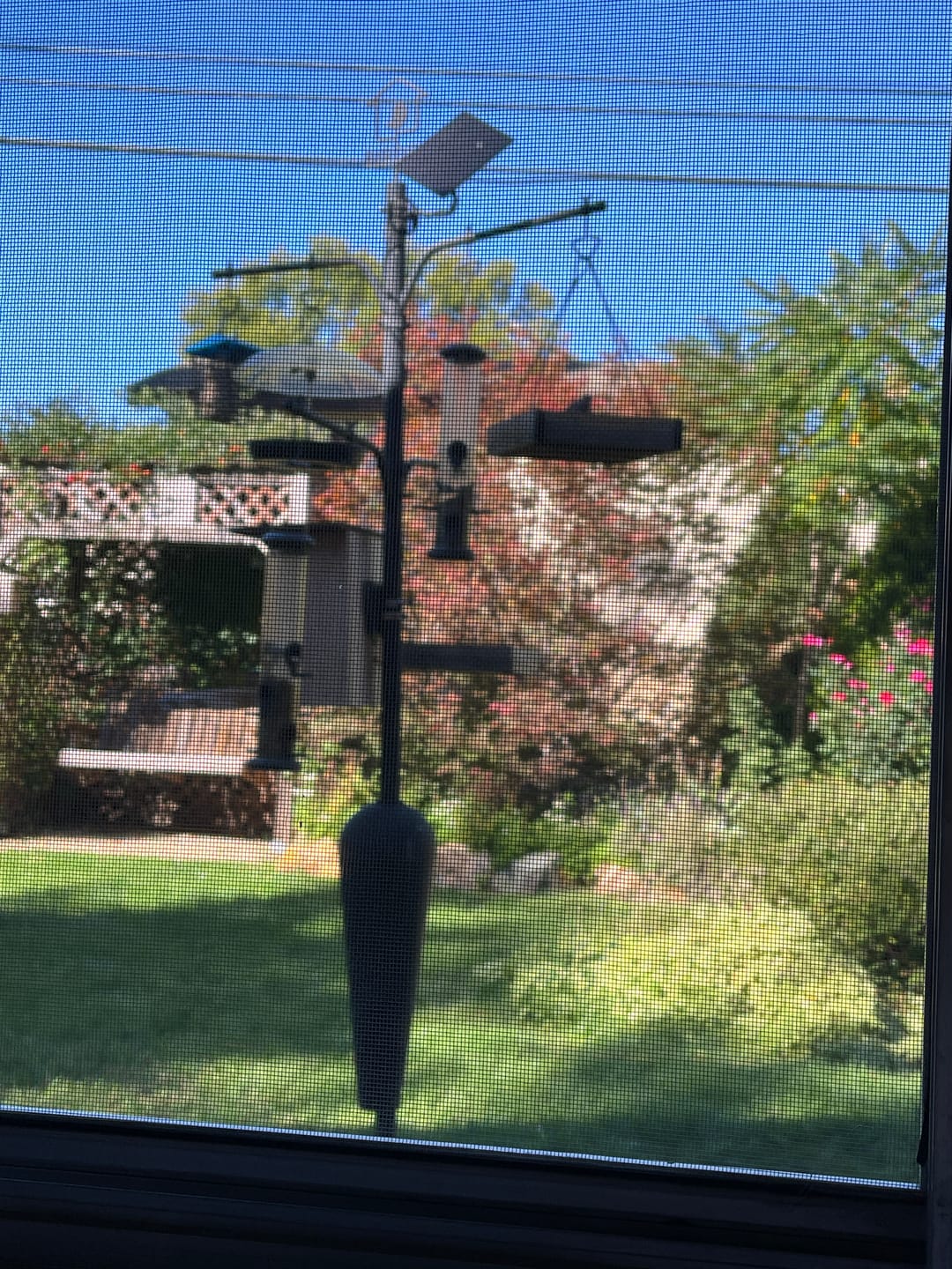 Customer photo review of Birdfy Pole - Bird Feeder Pole
