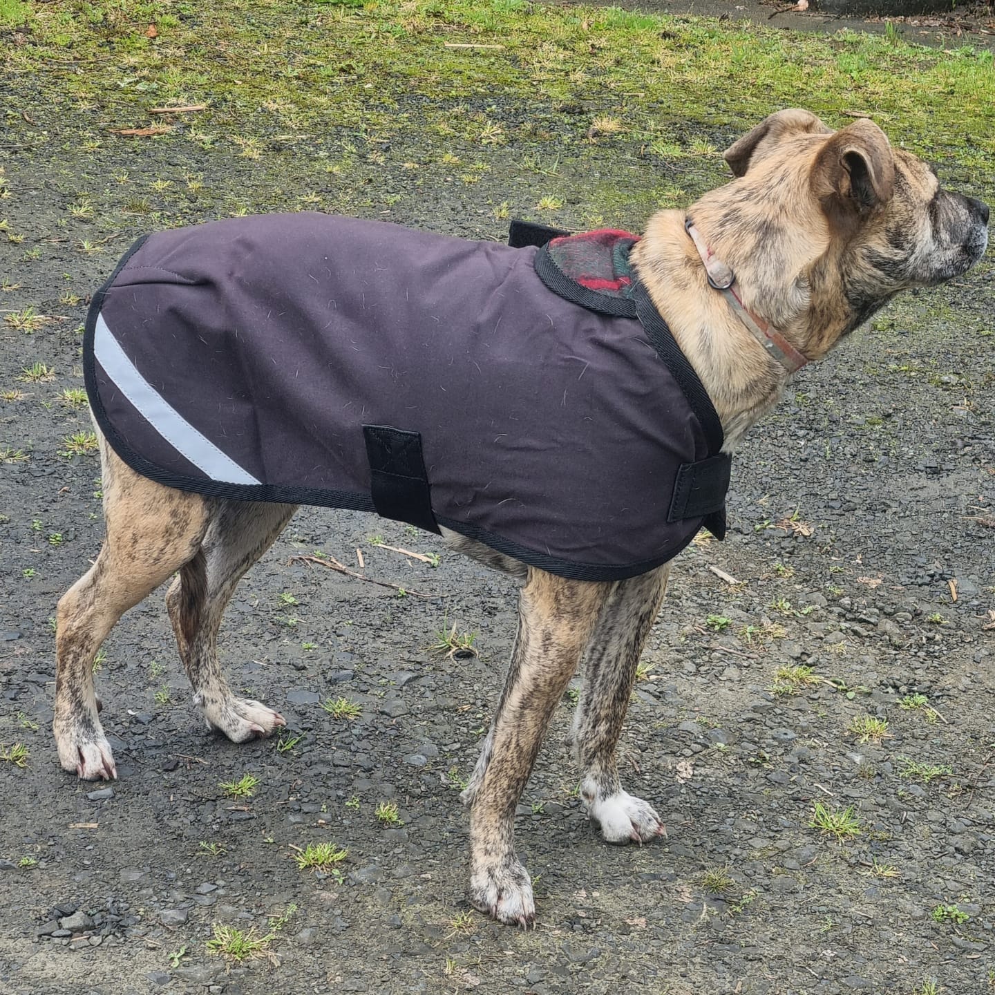 Customer photo review of Double Hill Oilskin Dog Coat