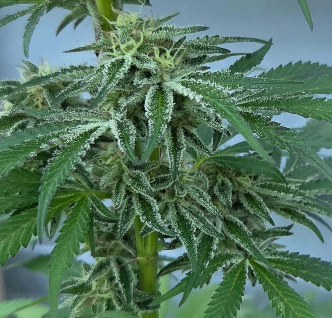 Customer photo review of Mango Seeds