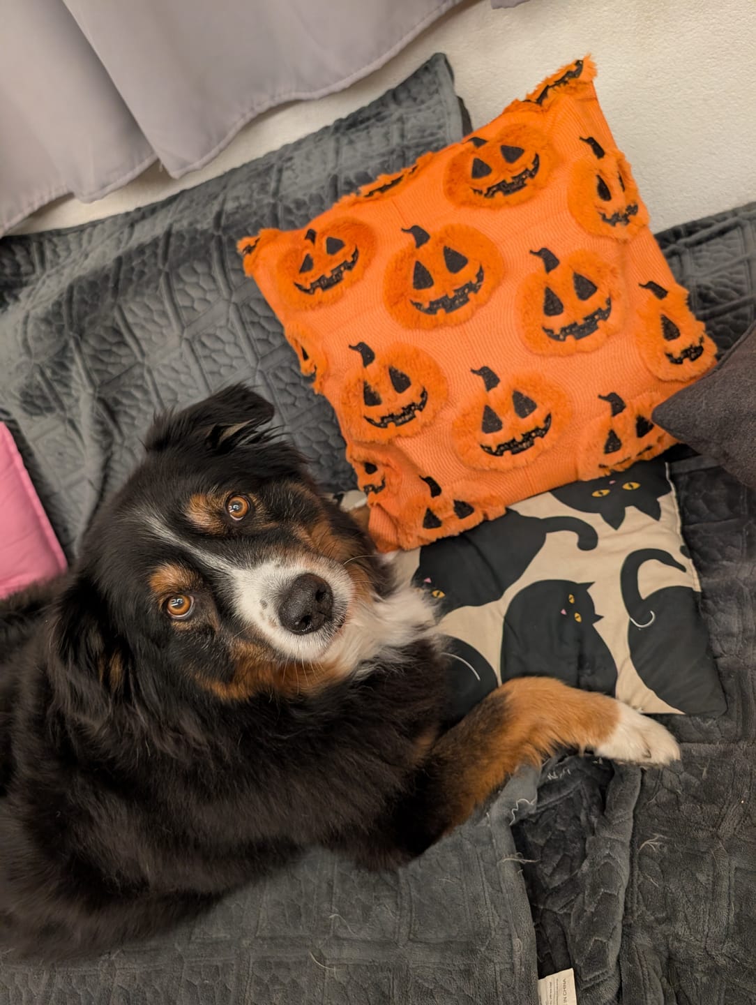 Customer photo review of Halloween Kürbis Kissen - kuschlig orange Herbst Deko