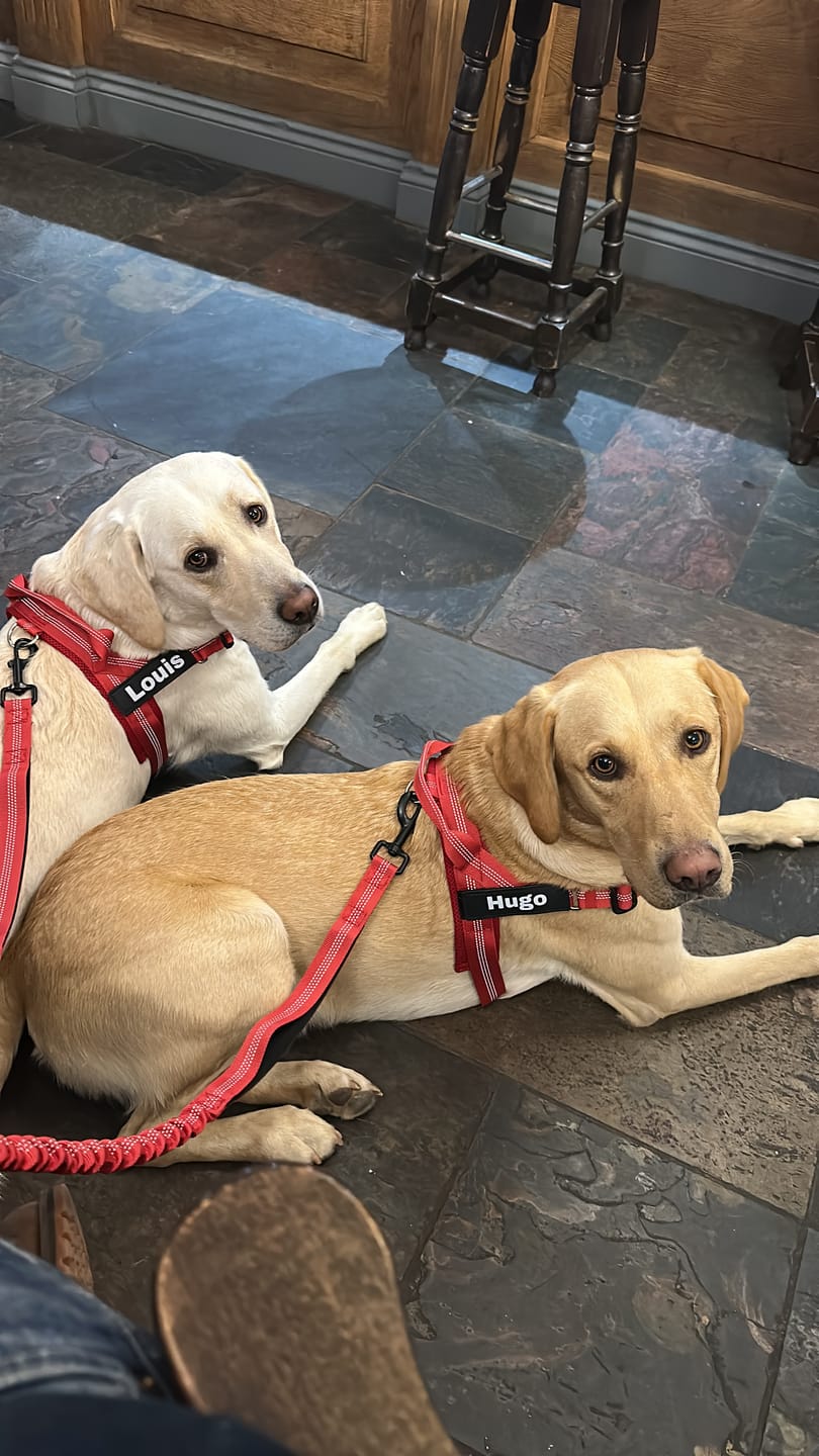 Customer photo review of ParoPet No Pull Dog Harness