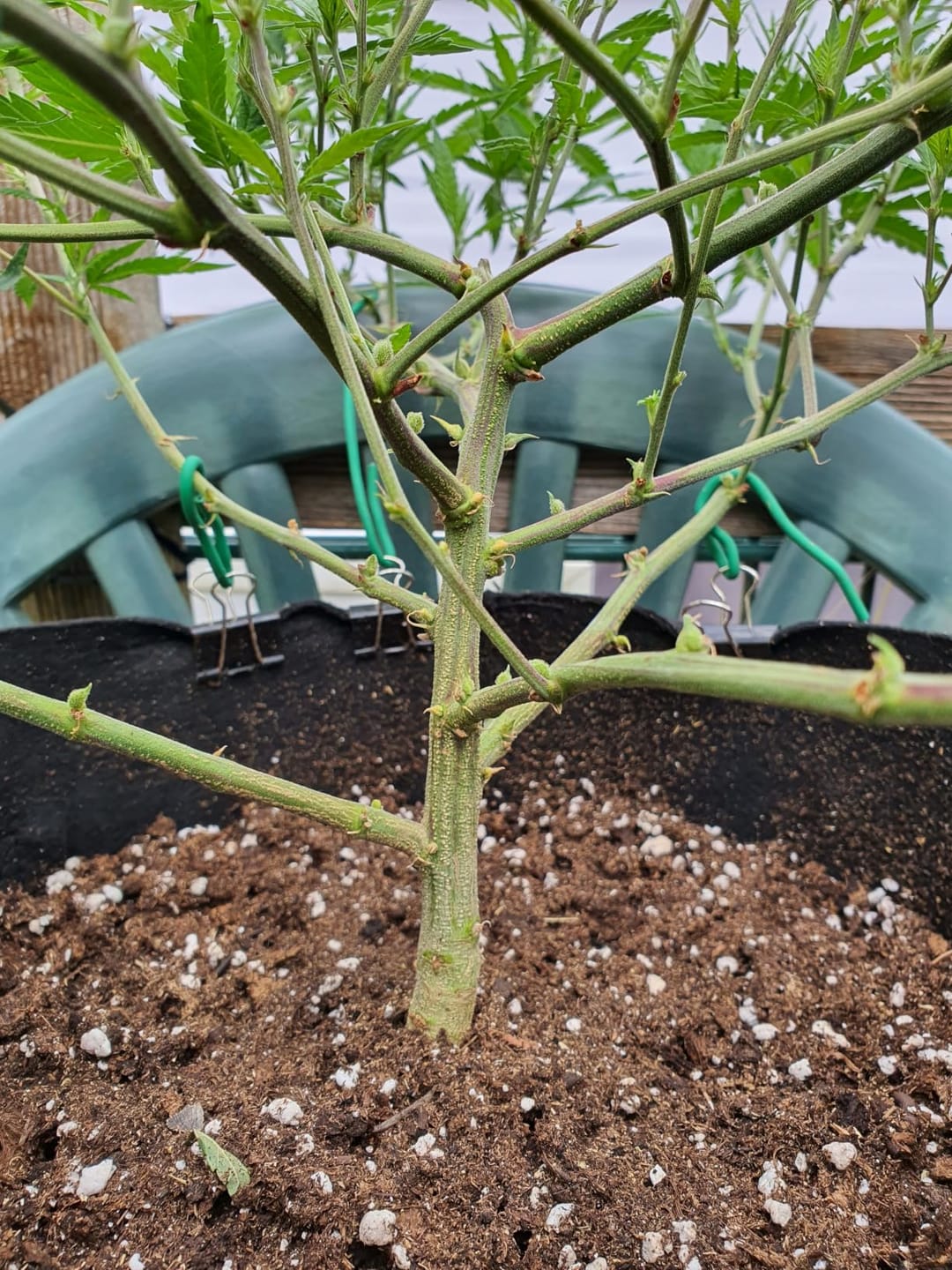Customer photo review of Floragard Professional Growmix 70L, Cannabis Erde Topfsubstrat mit Perlite und Trichoderma