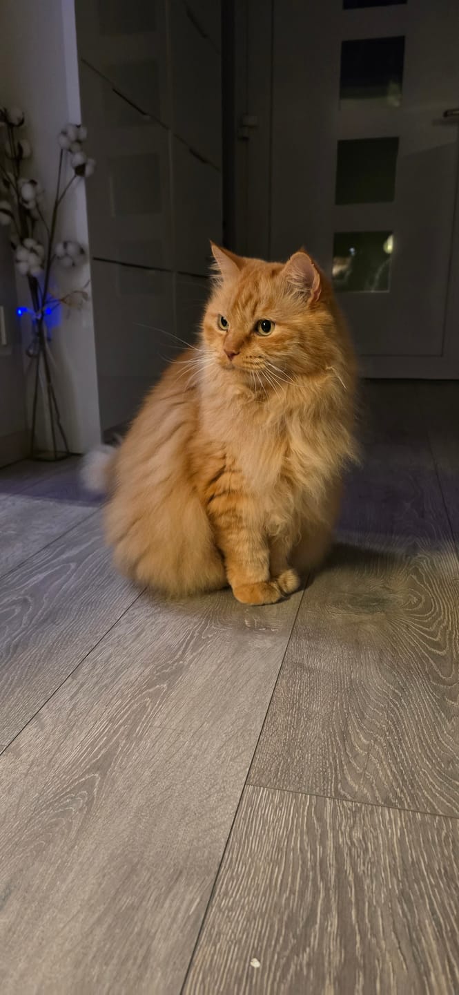 Customer photo review of Katzenstreu (Angebot)