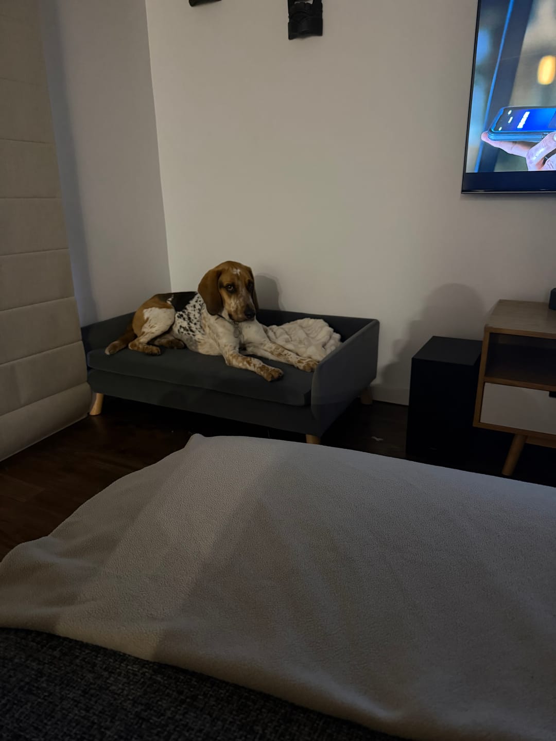 Customer photo review of Dog Sofa Bed Pet Lounge Couch