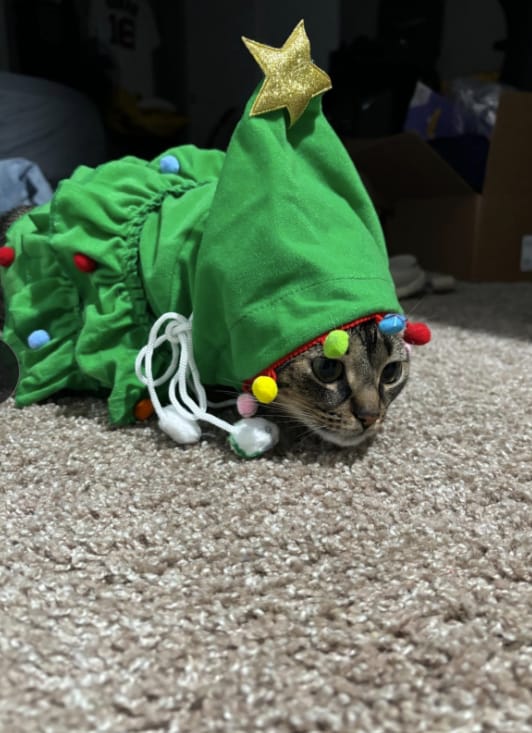 Customer photo review of 🎄 Velora™ Christmas Tree Pet Cape
