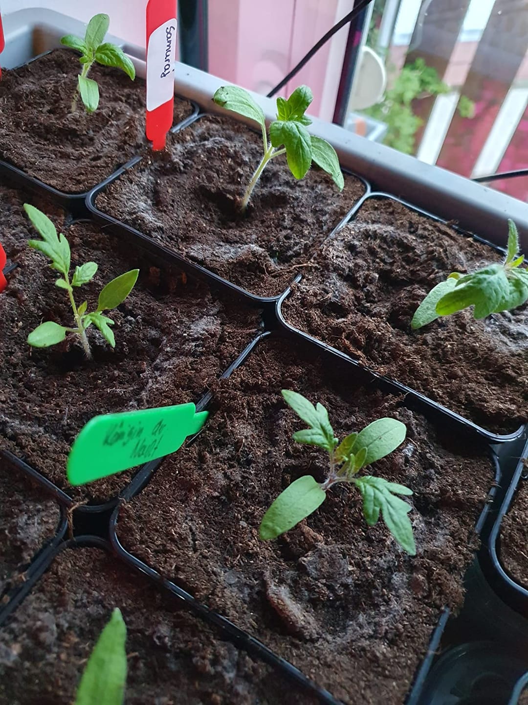 Customer photo review of Plantaflor Plus Tomatenerde, Gemüseerde, Paprikaerde, Gurkenerde, Gartenerde