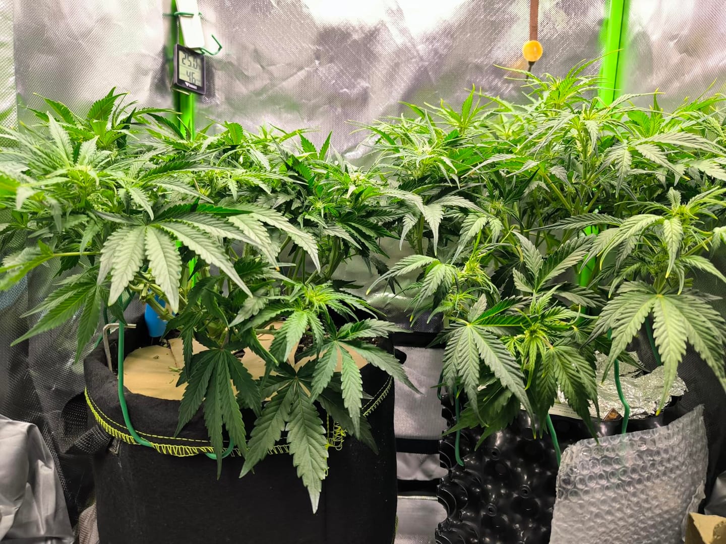Customer photo review of Floragard Professional Growmix 70L, Cannabis Erde Topfsubstrat mit Perlite und Trichoderma