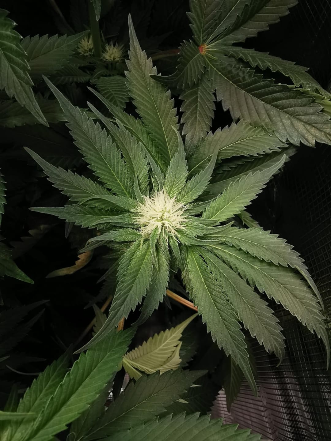 Customer photo review of Floragard Professional Growmix 70L, Cannabis Erde Topfsubstrat mit Perlite und Trichoderma