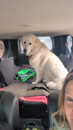 Customer photo review of Pawlow Hard Bottom Seat Cover.