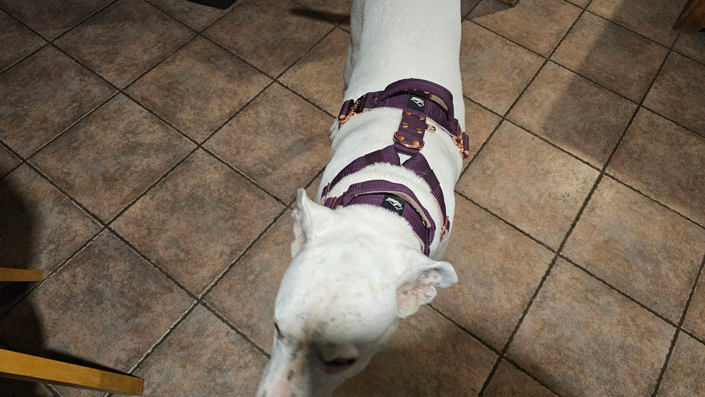 Customer photo review of Extreme Rose Buckle Plum - Starkt och säkert halsband