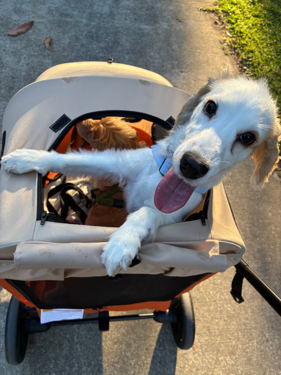 Customer photo review of Dog Stroller Pet Pram Foldable Mesh Ventilated Seat Safety Leash Orange