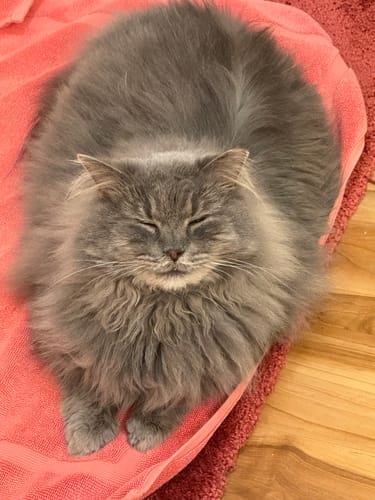 Customer photo review of Cat Respiratory Relief & Allergy Bundle (Colds, Sneezing, Congestion)