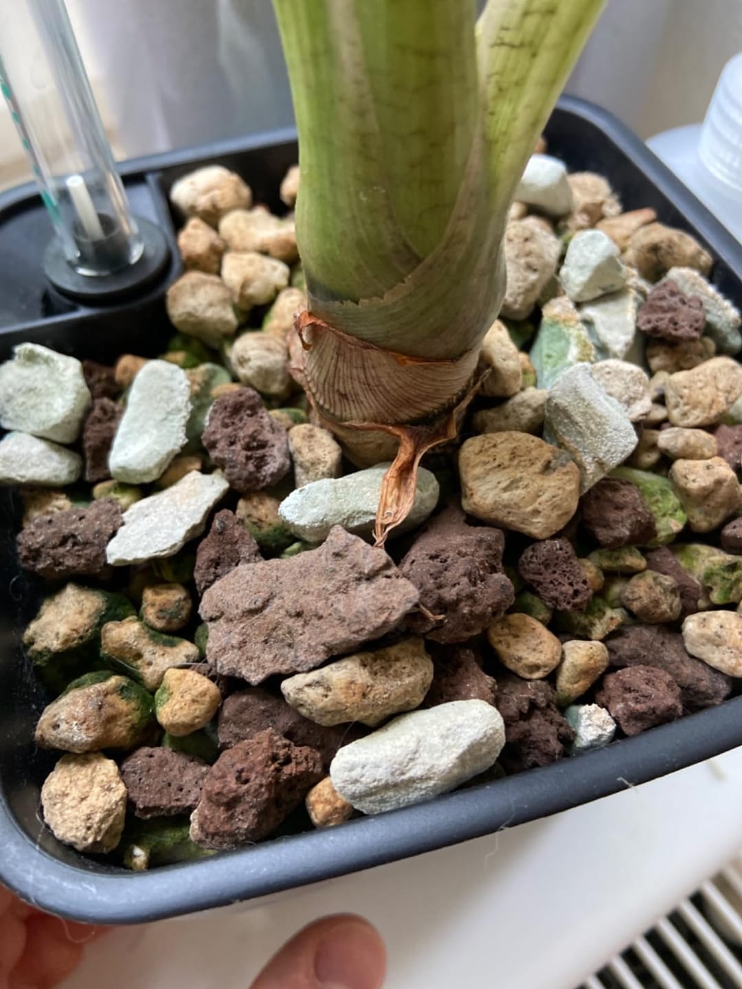 Customer photo review of Floragard Green Jungle Mix, Mineralisches Pflanzengranulat, Mineralische Blumenerde, ohne Torf