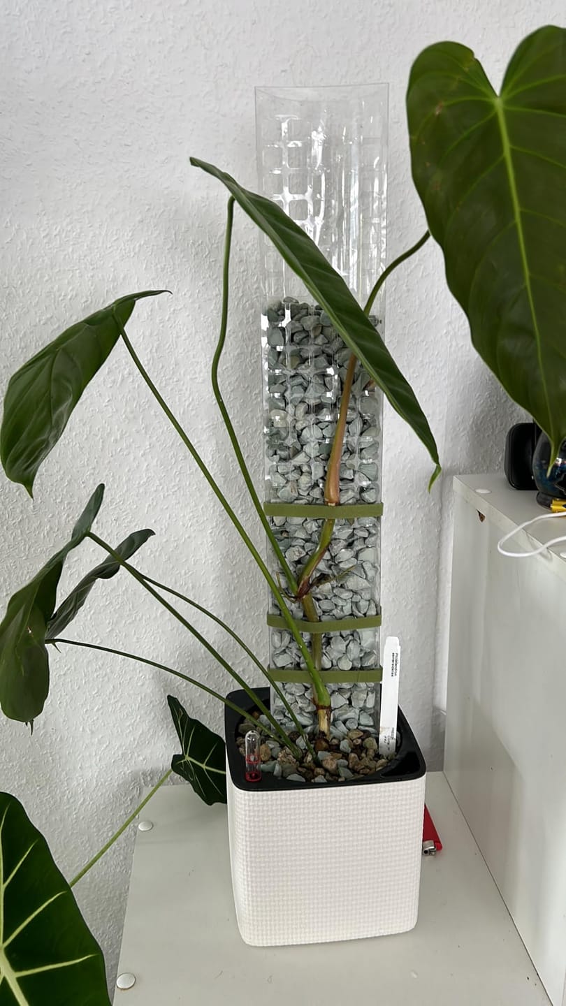 Customer photo review of Floragard Green Jungle Mix, Mineralisches Pflanzengranulat, Mineralische Blumenerde, ohne Torf