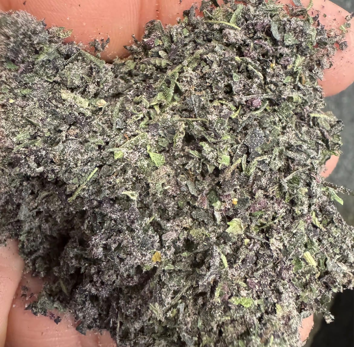 Customer photo review of (Buy 1 Get 2) T03 Sherbet Shake