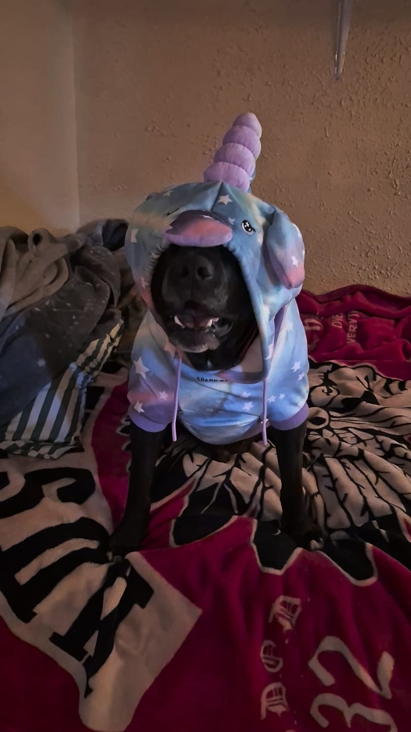 Customer photo review of Halloween Dog Hoodie - Unicorn