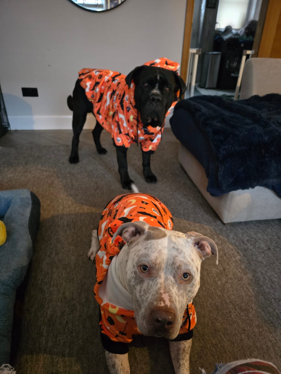 Customer photo review of Halloween Dog Hoodie - Orange