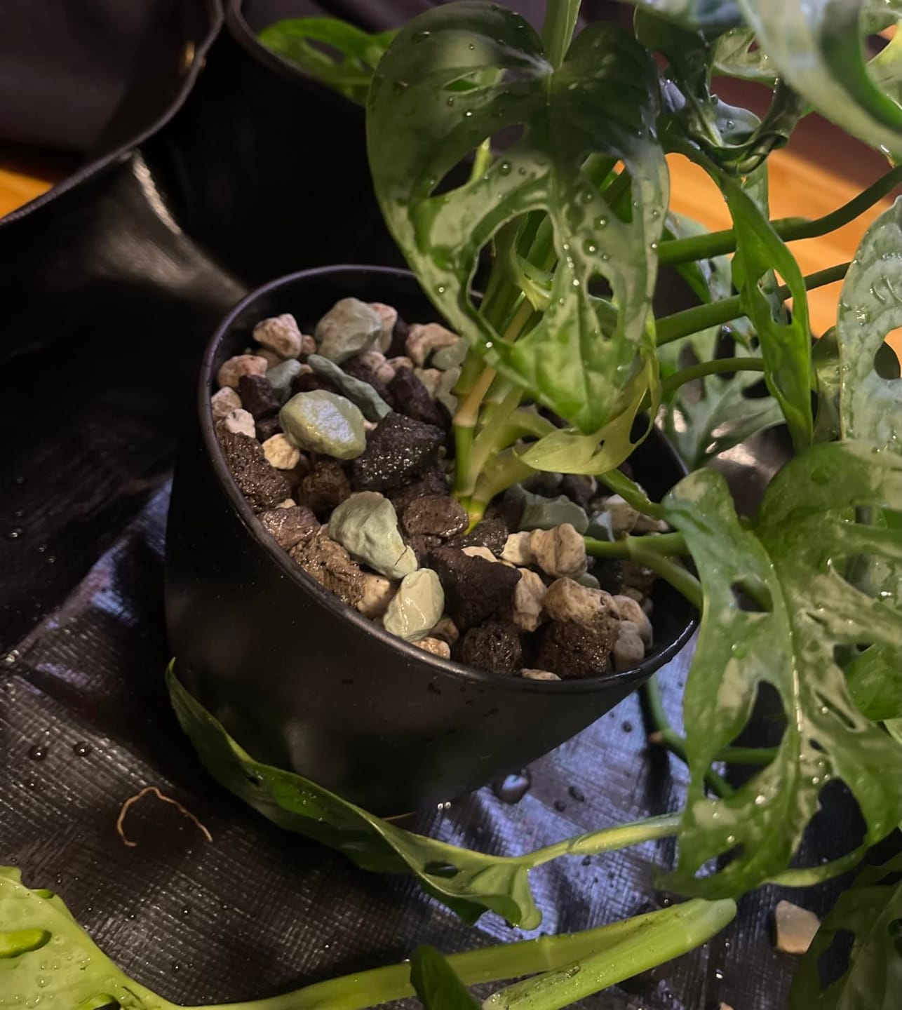 Customer photo review of Floragard Green Jungle Mix, Mineralisches Pflanzengranulat, Mineralische Blumenerde, ohne Torf