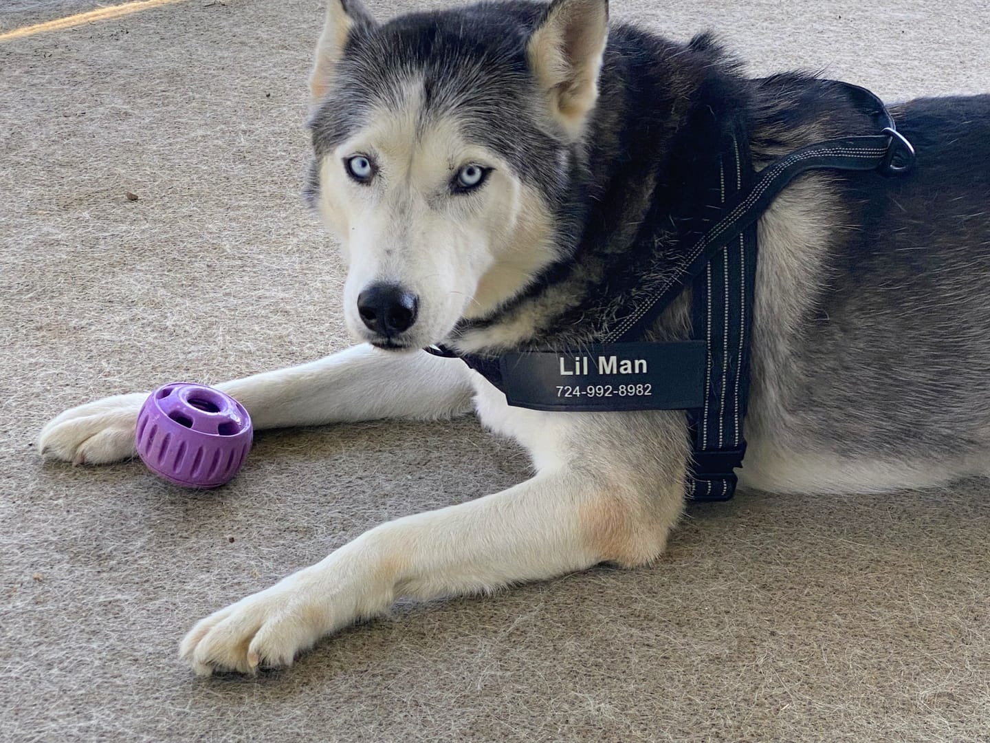 Customer photo review of Custom Hook & Loop Patch For Harness (Printed - 1 Pair)