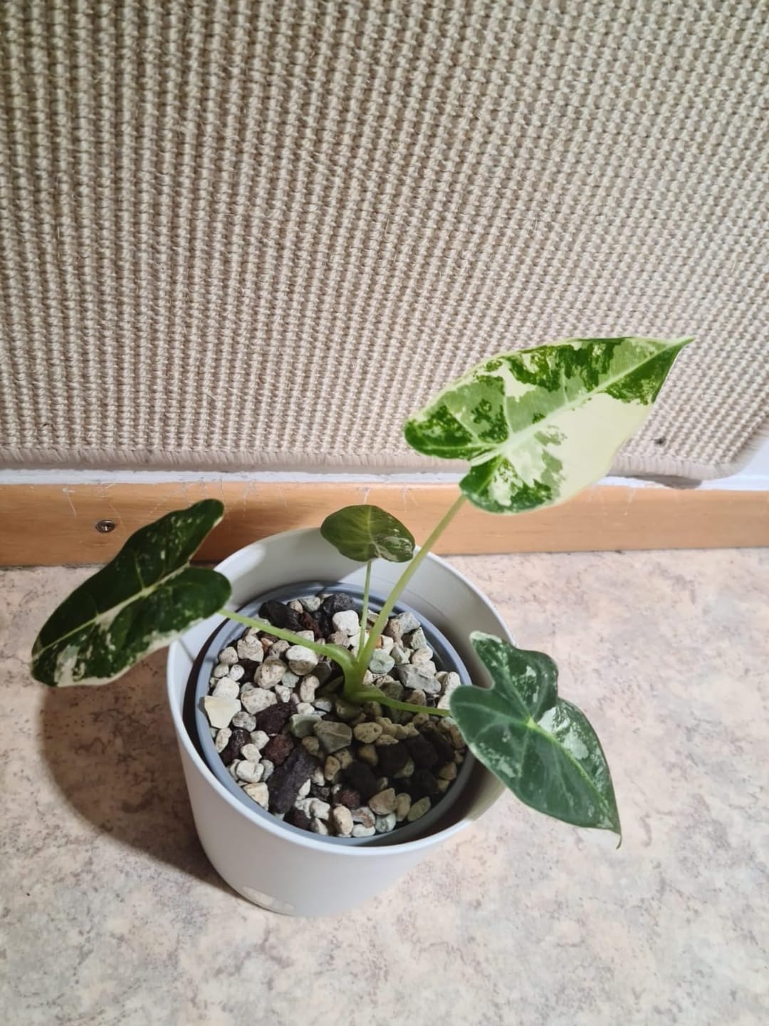 Customer photo review of Floragard Green Jungle Mix, Mineralisches Pflanzengranulat, Mineralische Blumenerde, ohne Torf